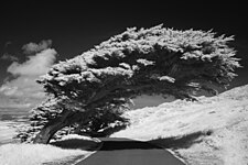 Bending Cypress: infrared shot by Sigma SD10 with B+W 093 filter, ISO 100, f/8, 1/160 s