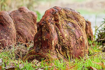 Ademwortels (pneumatoforen) van een moerascipres (Taxodium distichum) 11-11-2020 (d.j.b.) 02