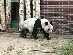 Bao Bao at Berlin Zoo