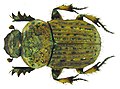 Cheironitis scabrosus