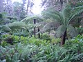 Fern Garden.