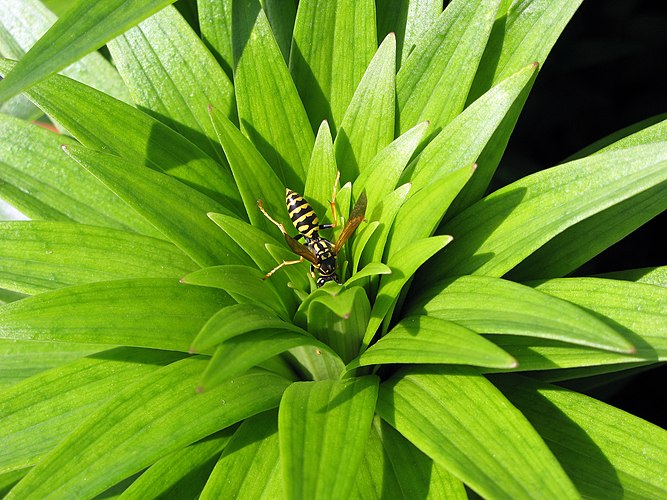 Бумажная оса полист домашний (Polistes dominulus) на листьях лилии (Lilium)