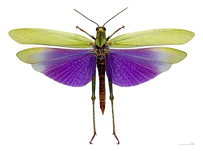 ♂ Titanacris albipes