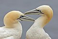 Image 5 Northern gannets More selected pictures