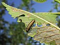 Larva of X. luteola on an elm leaf