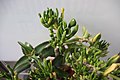 Crassula ovata 'Monstruosa' во Ботаничката градина на ПМФ во Скопје