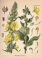 Köhler’s Med.-Pflanzen 1887 Verb. phlomoides