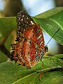 Leopard Lacewing (Cethosia cyane)