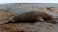 southern elephant seal