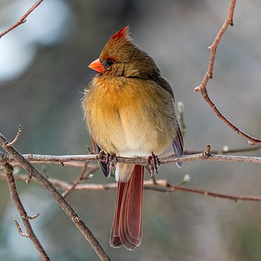 Northern cardinal, female by Rhododendrites