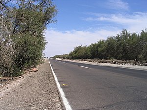 A modern forest in Pampa del Tamarugal as seen from Chile Route 5
