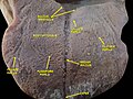 Floor of mouth. Deep dissection.Anterior view.