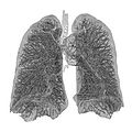 Aveoli of the lungs