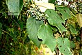 Vitis bellula