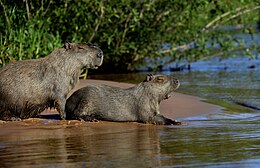 Didžioji kapibara (Hydrochoerus capybara)