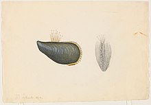 Watercolor of bivalve shells. The left depiction is painted and viewed from above. The right depiction is drawn and viewed from the side.