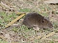 Kemp's grass mouse