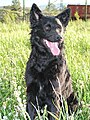 Croatian Shepherd (hrvatski ovčar)