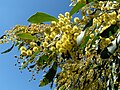 Image 7Golden Wattle, Australia's floral emblem and the source of Australia's national colours, green and gold (from Culture of Australia)