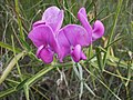 Ervilha-tuberosa (Lathyrus tuberosus) das Fabaceae