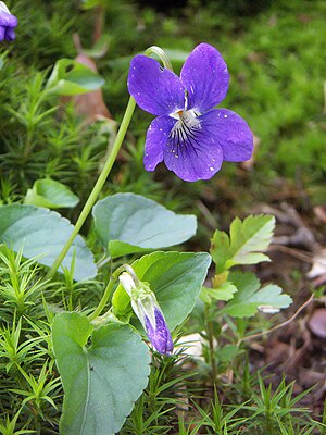 Viola riviniana