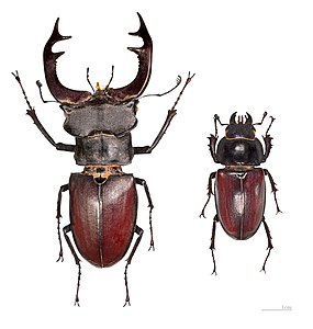 ♀ Lucanus cervus