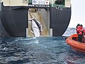 Image 76An adult and sub-adult Minke whale are dragged aboard the Japanese whaling vessel Nisshin Maru. (from Southern Ocean)