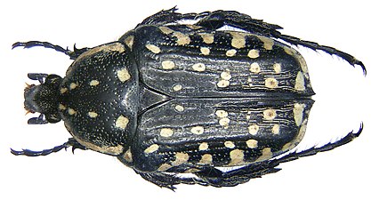 Oxythyrea pantherina