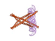 1fos: TWO HUMAN C-FOS:C-JUN:DNA COMPLEXES