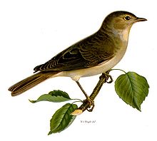 En lille fugl sidder på en gren med få blade. Undersiden af fuglen er lys, mens ryggen og vingerne er mørkebrune. Næbbet er mørkebrunt.