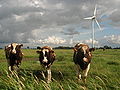 Image 1Livestock grazing near a wind turbine. (from Wind power)