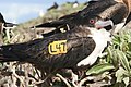 Female Great Frigatebird on East Island