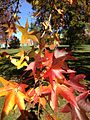 Autumn foliage