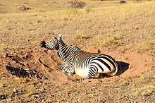 Mountain zebra dust bathing