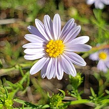 Flower head of Kentucky aster with yellow center and blue-violet rays surrounding it