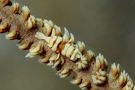 Camarón (Dasycaris zanzibarica), Anilao, Filipinas, 2023-08-21, DD 73