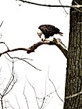 Thumbnail for File:Looking Forward to a Tasty Meal by a Bald Eagle, Starved Rock State Park.jpg