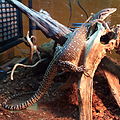 peacock monitor