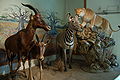 Tiere Museum