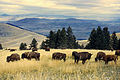 Bisonen an der National Bison Range