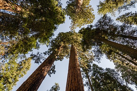 Sequoiadendron giganteum (Giant Sequoias)