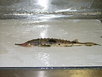 Juvenile lake sturgeon Goulais Bay, Lake Superior.