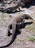 Komodowaran