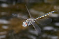 Image 31A tau emerald (Hemicordulia tau) dragonfly has flight muscles attached directly to its wings. (from Insect flight)