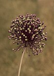 Allium ampeloprasum - Broadleaf wild leek 03