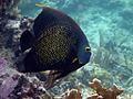 French Angel Fish (Pomacanthus paru)