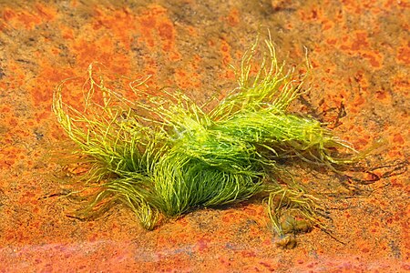 Gutweed at low tide in Brofjorden 8