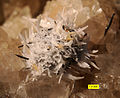 Gypsum flower in calcitic geode from the Bull Fork Formation (Upper Ordovician), southeastern Indiana.