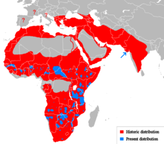 Distribuição geográfica do leão, em vermelho área histórica, em azul populações remanescentes.