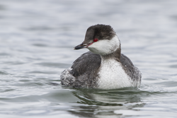 A Horned Grebe in winter, in the Nonesuch River.